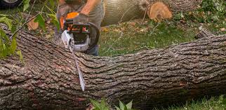 How Our Tree Care Process Works  in  Reidsville, NC